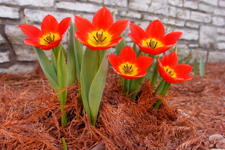 Tulip
